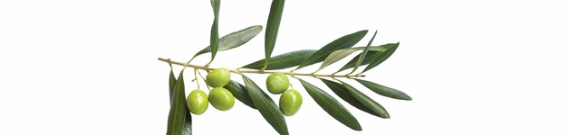 Olive Branch, Bildausschnitt bei Höhe 620 mm