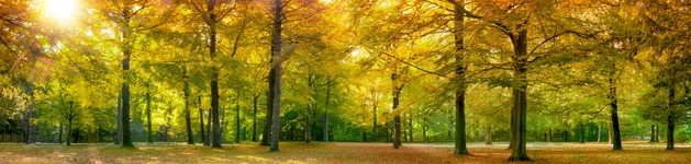Sonniger Herbstwald 2, Bildausschnitt bei Höhe 620 mm
