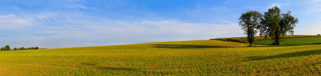 Feld mit Baum im Herbst, Bildausschnitt bei Höhe 620 mm