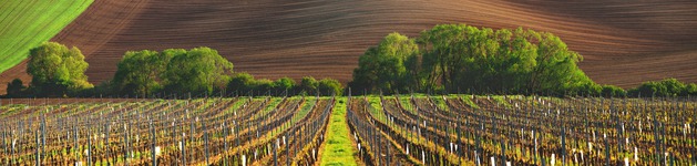 Weingarten, Bildausschnitt bei Höhe 620 mm