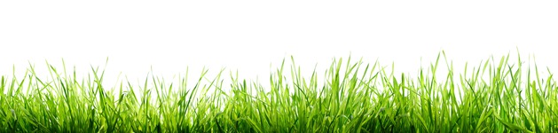 Gras, Bildausschnitt bei Höhe 620 mm 