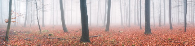 Nebeliger Herbstwald, Bildausschnitt bei Höhe 620 mm