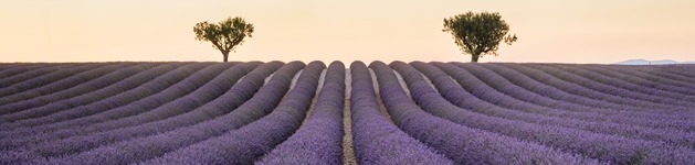 Lavendelfeld, Bildausschnitt bei Höhe 620 mm
