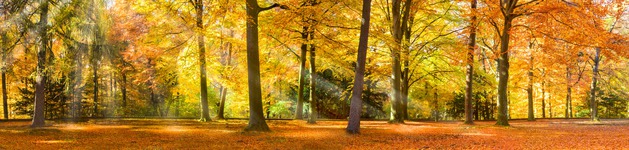 Sonniger Herbstwald, Bildausschnitt bei Höhe 620 mm