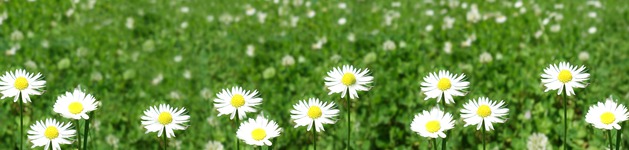 Gänseblumenwiese, Bildausschnitt bei Höhe 620 mm