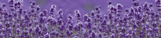 Lavendel endlos, Bildausschnitt bei Höhe 620 mm 