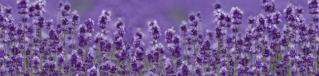 Lavendel endlos, Bildausschnitt bei Höhe 620 mm 