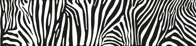 Zebra, Bildausschnitt bei Höhe 620 mm 