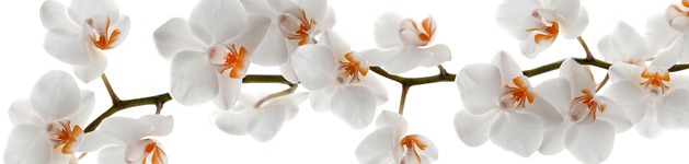Orchideen 3, Bildausschnitt bei Höhe 620 mm 