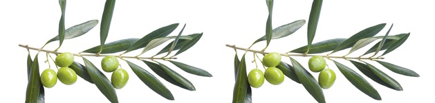 Olive Branch Twice,Bildausschnitt bei Höhe 620 mm 