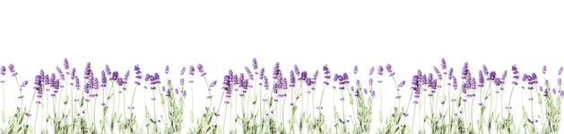 Lavendel 2, Bildausschnitt bei Höhe 620 mm 