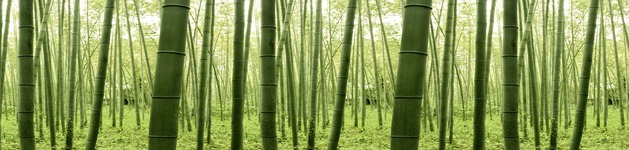 Bambus endlos, Bildausschnitt bei Höhe 620 mm