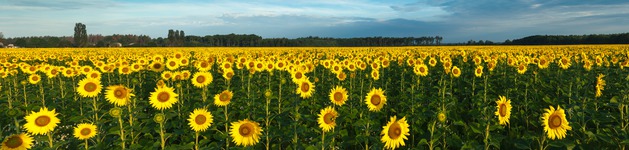 Sonnenblumenfeld, Bildausschnitt bei Höhe 620 mm