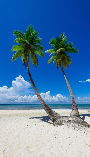 Palmen am Strand