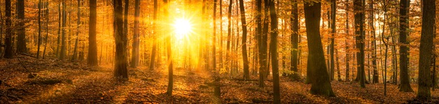 Herbst Waldpanorama, Bildausschnitt bei Höhe 620 mm