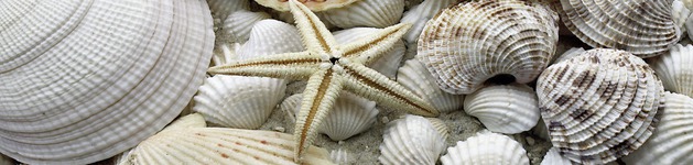 Starfish, Bildausschnitt bei Höhe 620 mm