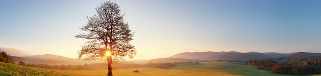 Sunrise With Tree, Bildausschnitt bei Höhe 620 mm