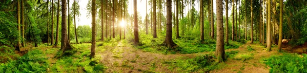 Wald Panorama, Bildausschnitt bei Höhe 620 mm