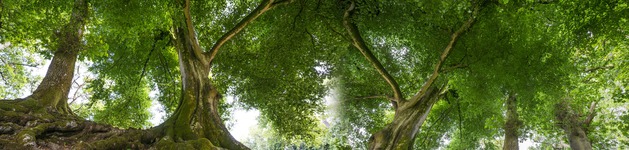 Old Trees, Bildausschnitt bei Höhe 620 mm